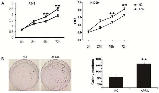 APRIL promotes cell proliferation and colony formation in H1299 cells.