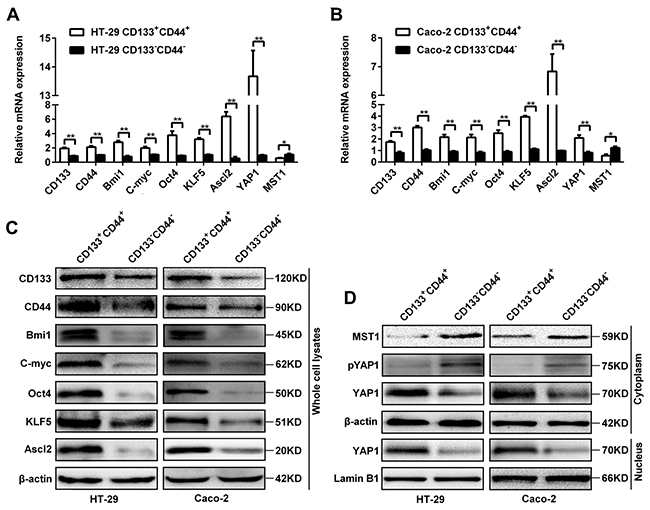 Expression of Ascl2, KLF5, the Hippo signaling pathway, and &#x2018;stemness&#x2019;-associated genes in CD133&#x002B;CD44&#x002B; or CD133-CD44- CRC cells.