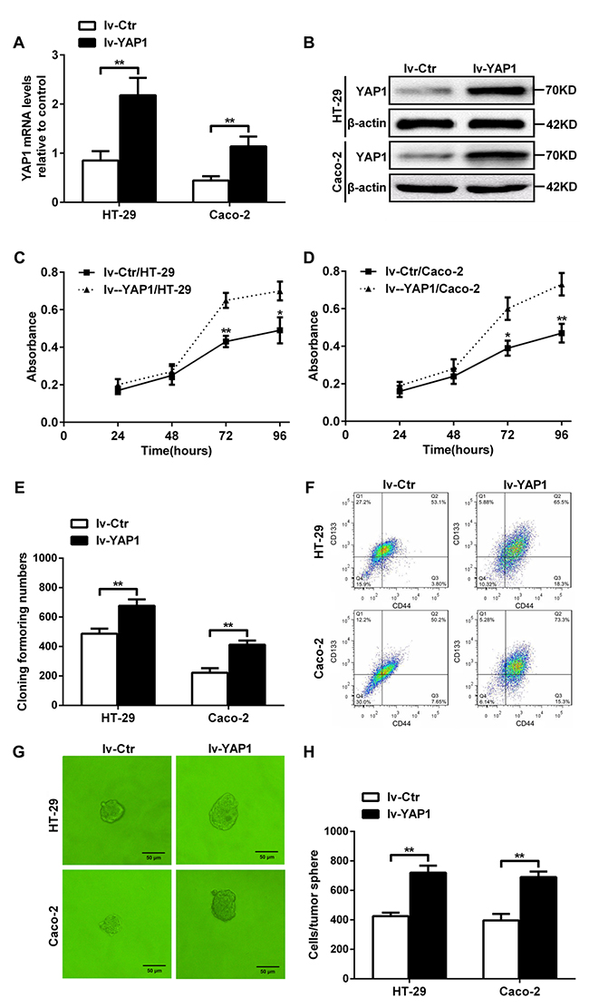 YAP1-enforced expression in HT-29 and Caco-2 cells increased their proliferation, colony formation ability, the CD133&#x002B;CD44&#x002B; percentages, and tumorsphere formation.