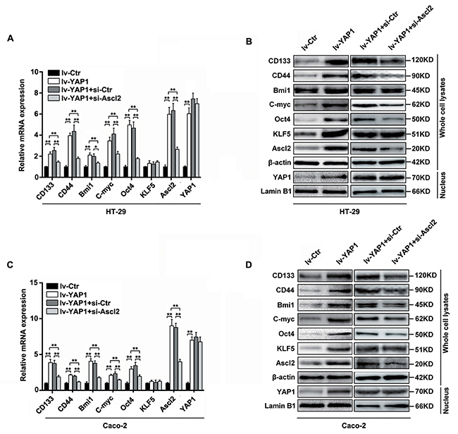 YAP1-enforced expression in HT-29 and Caco-2 cells increased Ascl2, KLF5 and &#x2018;stemness&#x2019;-associated genes expression, which were attenuated by Ascl2 knockdown.