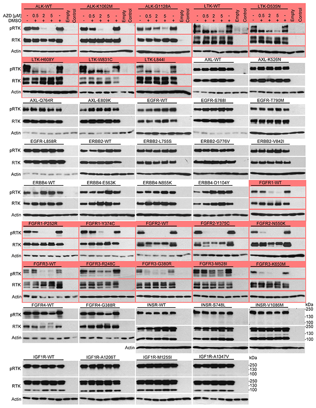 AZD1480 inhibits ALK, LTK and FGFR1-3 activity in cells.