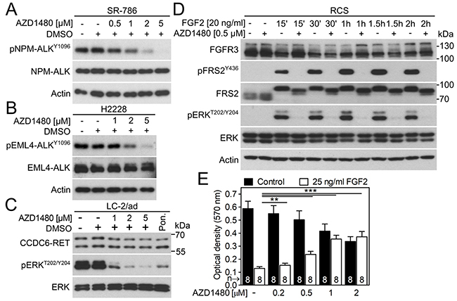 AZD1480 inhibits endogenous ALK, RET and FGFR signaling.
