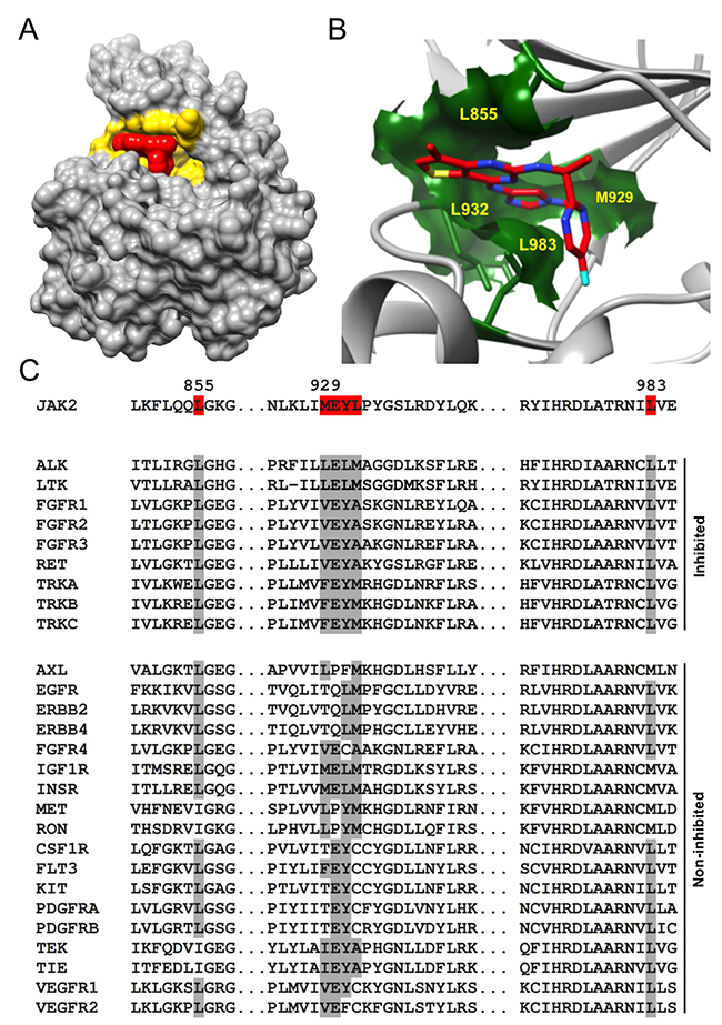 The identity of all amino acids forming the ATP binding pocket determines AZD1480 specificity.