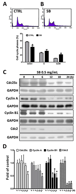 SB induces CL1-5 cell arrest in the G2/M phase.