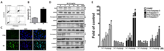 SB induces CL1-5 cell apoptosis.