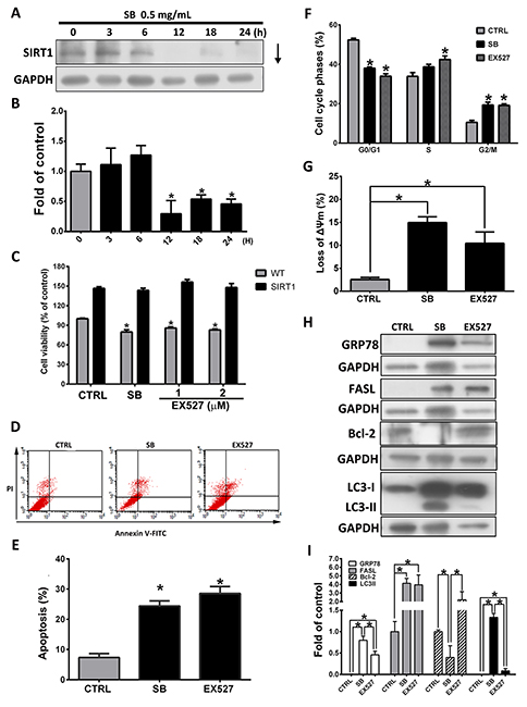 SB induces pro-apoptotic proteins by downregulating SIRT1 expression.