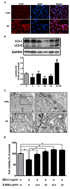 SB induces autophagy in CL1-5 cells.