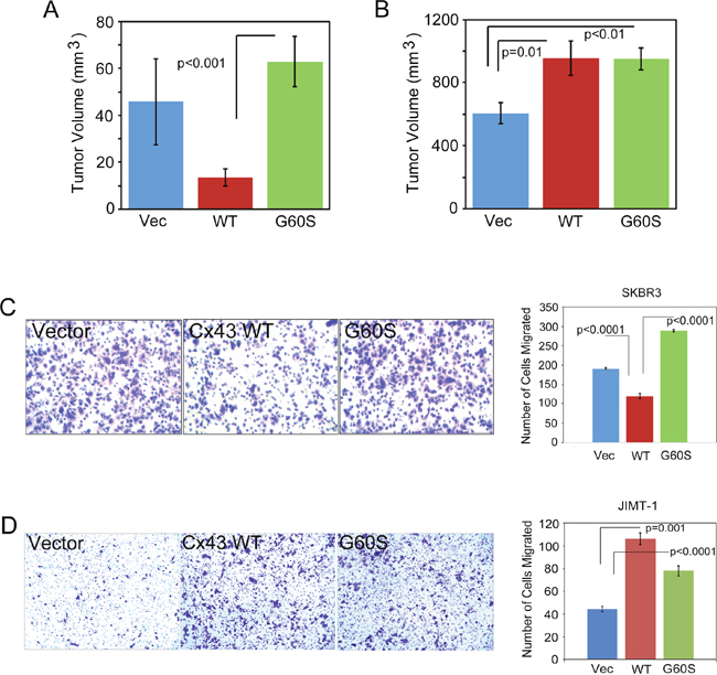 Expression of Cx43 in JIMT-1 cells promotes tumor growth and cell migration.