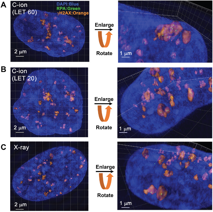 3D-SIM analysis revealed clustered RPA foci formation in the &#x03B3;H2AX foci in G2-phase cells after C-ion irradiation.