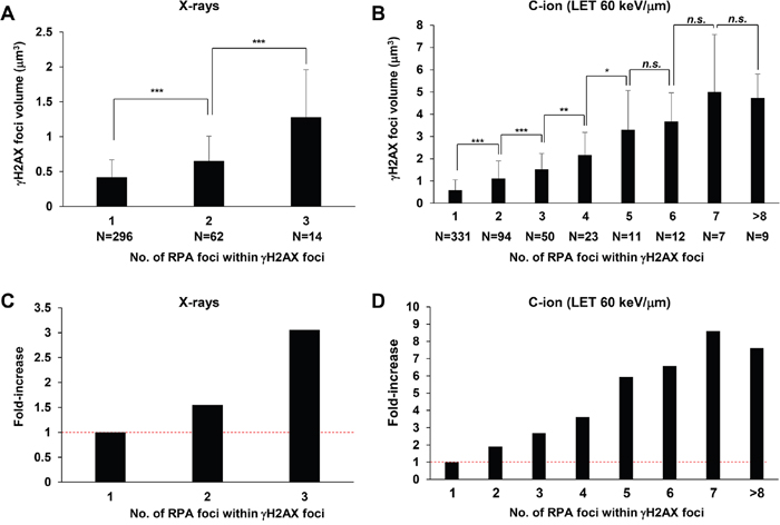 Increase in &#x03B3;H2AX foci volume is correlated with the number of RPA foci.