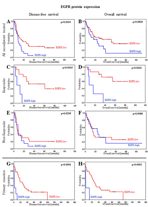 EGFR protein expression is associated with prognosis in patients treated with neoadjuvant chemotherapy or primary resection.