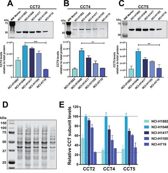 Levels of CCT subunits are detected in SCLC cell lines.