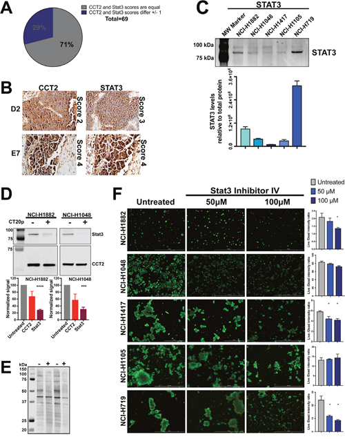 CT20p-NPs treatment decrease levels of client protein Stat3 in SCLC cell lines.