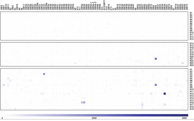 Summary of IFN-&#x03B3; ELISpot responses to the KSHV proteome.