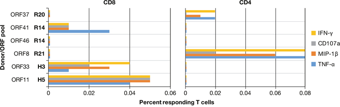 Multifunctional effector responses in donor PBMC.