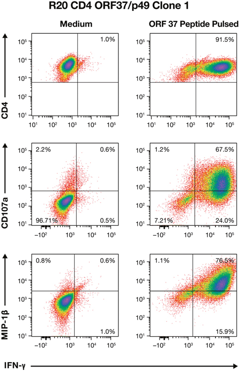 Multifunctional effector response profile of CD4+ ORF37/p49 Clone 1 T cells from donor R20.