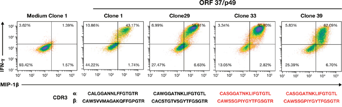 Induced cytokine response profiles and TCR clonotype analysis of ORF37 T-cell clones.