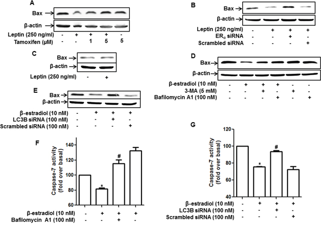 Role of ER signaling and autophagy induction in the regulation of apoptosis and Bax expression in MCF-7 cells.