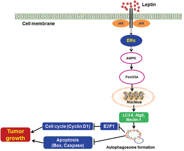 Proposed model for the involvement of estrogen receptor signaling and autophagy activation in leptin-induced growth of breast cancer cells.