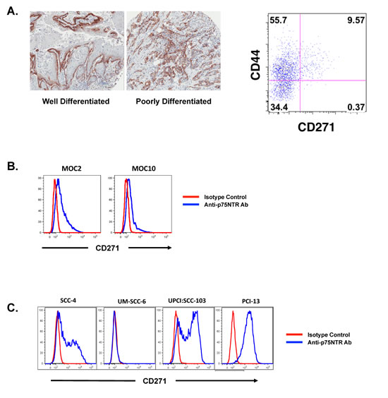 CD271 is heterogeneously expressed in SCCHN and marks the more tumorigenic population of cells.
