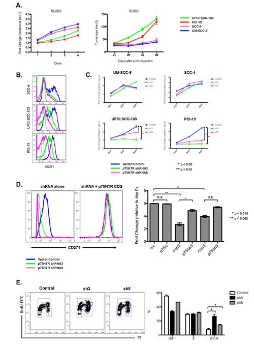 CD271 loss-of-function results in decreased cell cycle progression in SCCHN.