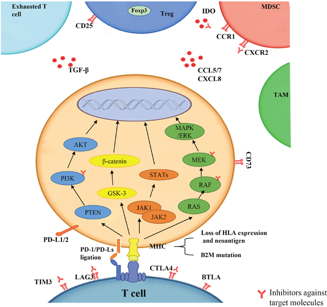 The factors that lead to resistance to PD-1 blockade include PD-L1 expression, tumor neoantigens expression and presentation, cellular signaling pathways (PI3K, WNT, IFN-&#x03B3;, MAPK), tumor microenvironment (TME) (exhausted T cell, Treg, MDSC, TAM, other chemokines), and related immune genes (IPRES).