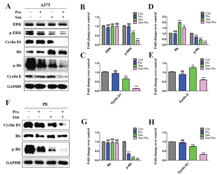 Cell cycle related western blot analysis of C-PST in MM cells.