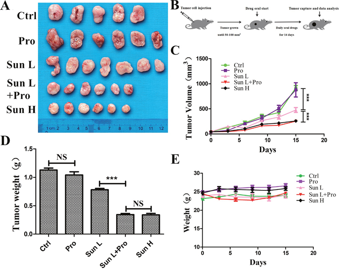 C-PST inhibited in vivo tumor development.