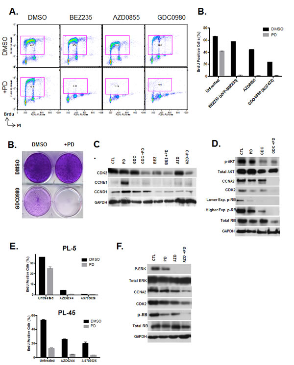 PI3K/MTOR and MEK inhibitors synergize with CDK4/6 inhibition.