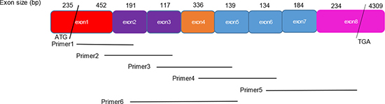 Structure of estrogen receptor alpha (ER&#x03B1;) and primers designed for reverse-transcription polymerase chain reaction (RT-PCR) experiments.