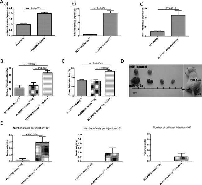 Overexpression of miR-449a promotes self-renewal and tumorigenesis in human liver cancer cells in vitro and in vivo.