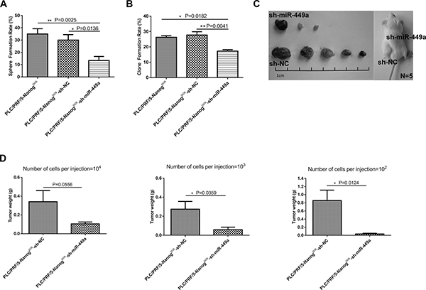 Downregulation of miR-449a inhibited self-renewal and tumorigenesis in human liver cancer cells in vitro and in vivo.