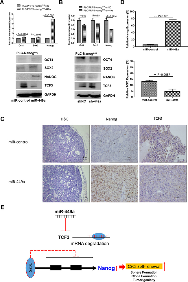 miR-449a promotes the self-renewal capacity of HCC stem cells by downregulating TCF3 expression.