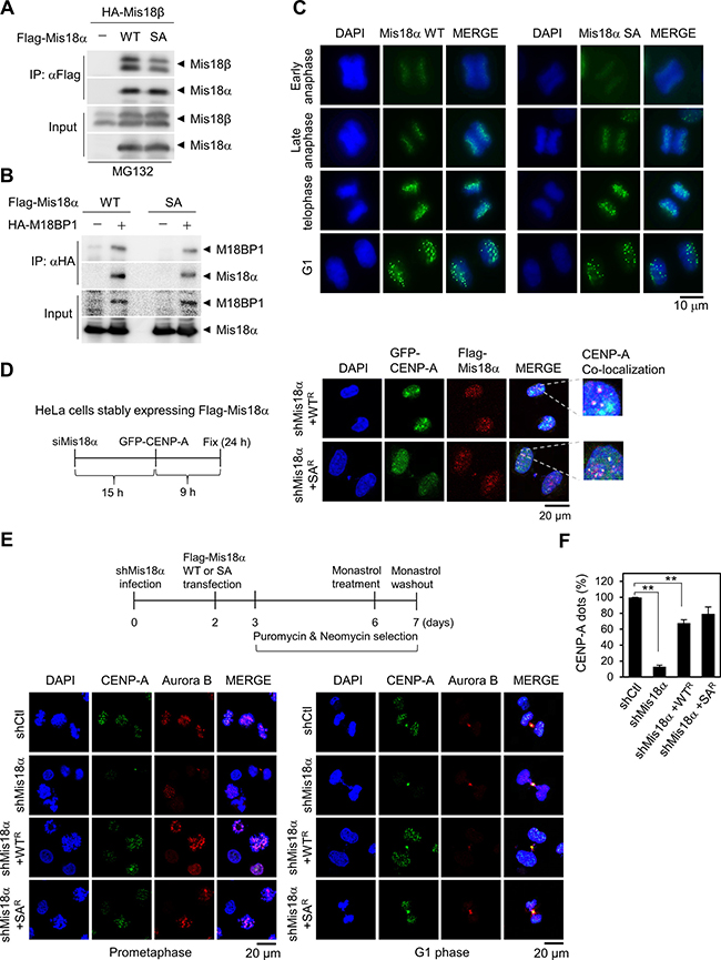 Mis18&#x03B1; phosphorylation is not required for CENP-A loading.