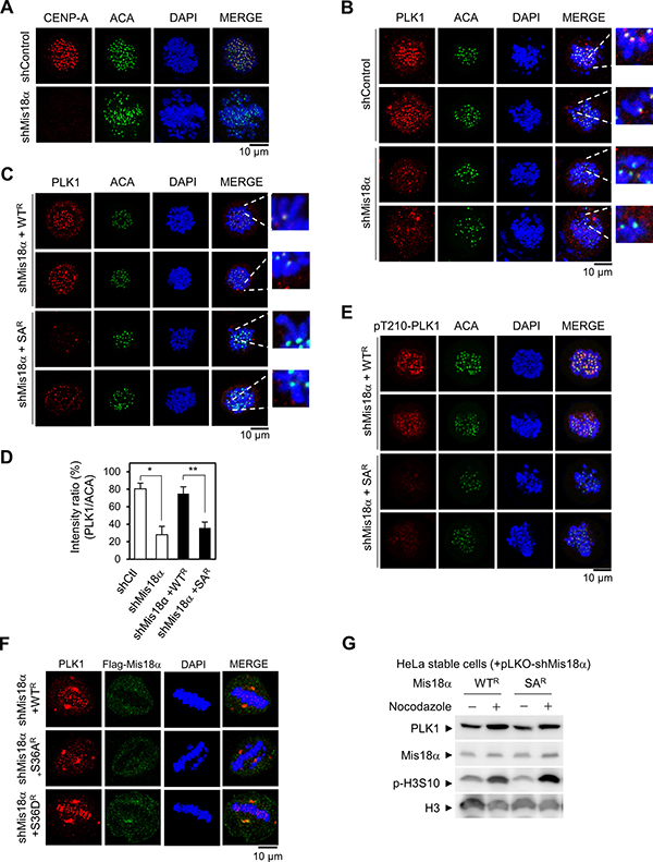 Mis18&#x03B1; phosphorylation enhances PLK1 kinetochore recruitment.