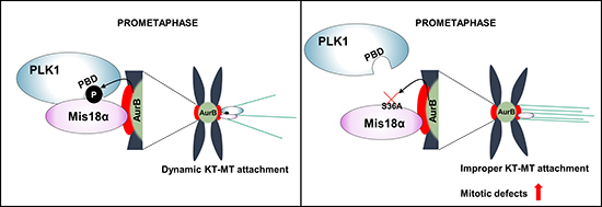 Mis18&#x03B1; function during mitosis by enhancing PLK1 kinetochore recruitment.