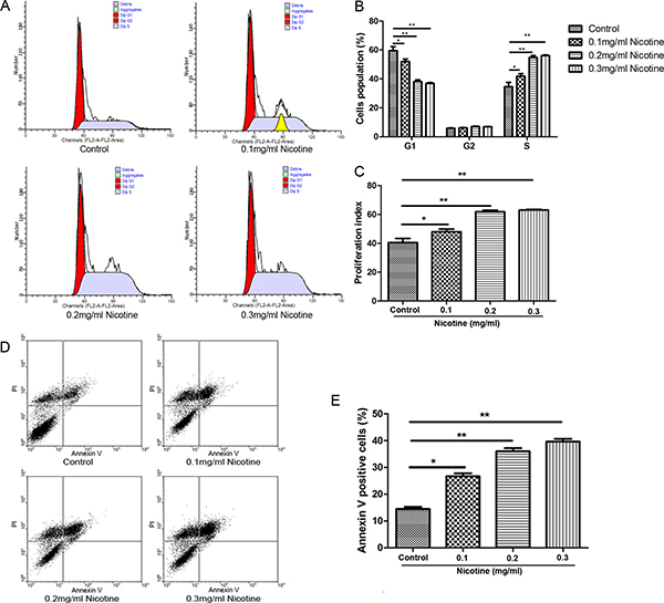 Effect of nicotine on the cell cycle and apoptosis of hUC-MSCs.