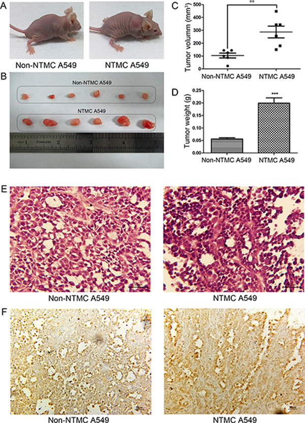 Nicotine-treated hUC-MSCs enhanced growth of A549 cells in vivo.