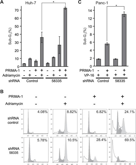 Effect of shRNA-58335 on apoptosis with the functional restoration of p53 with PRIMA-1.