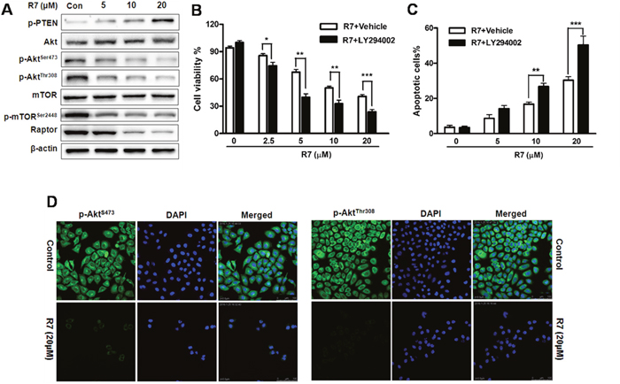 R7 inhibits cancer-related PI3K/PTEN/Akt/mTOR activation in HeLa cells.