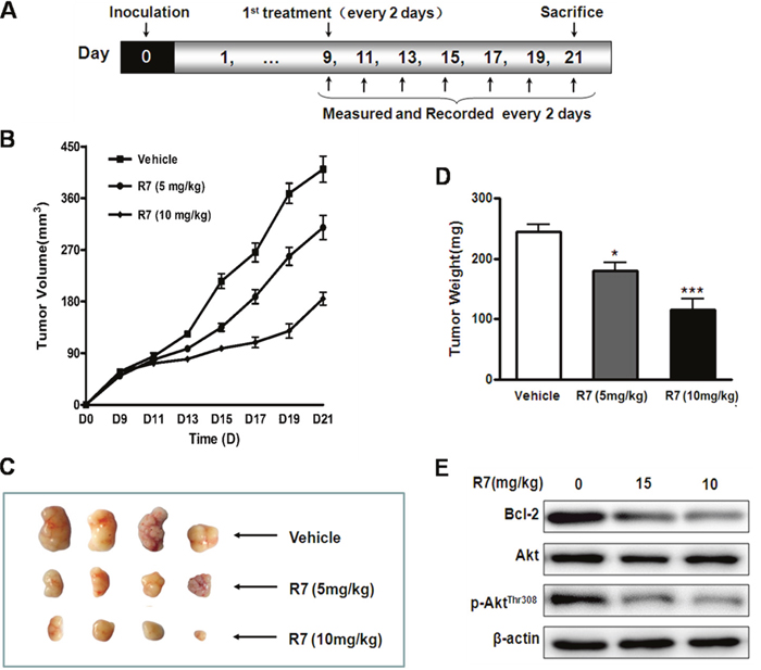 In vivo R7 anti-tumor efficacy.