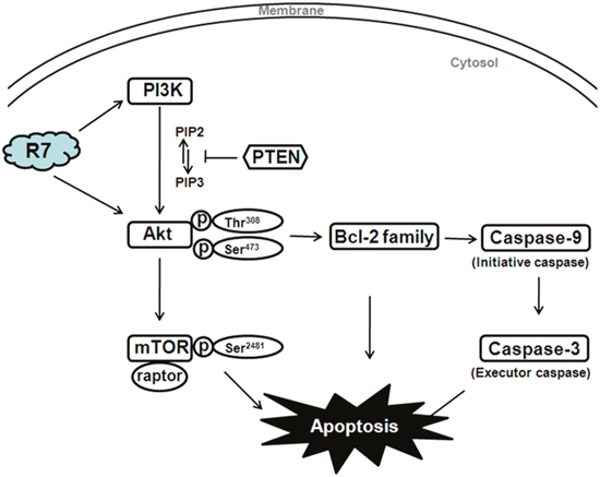 Diagram illustrating the proposed effects of R7 on PI3K/PTEN/Akt/mTOR signaling.