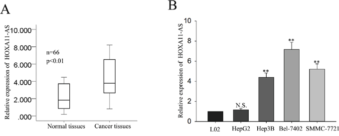 LncRNA-HOXA11-AS is up-regulated in HCC tissues and HCC cells.
