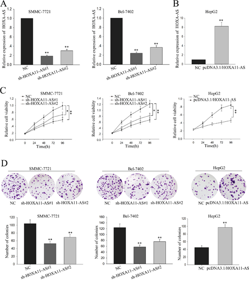 Overexpression of lncRNA-HOXA11-AS influences proliferation of HCC cells.