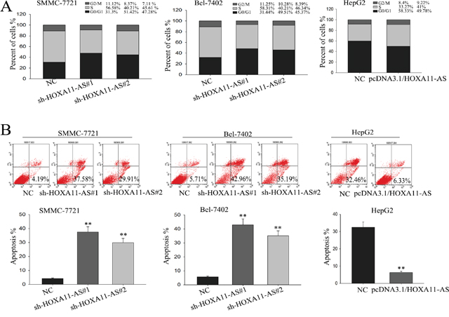 Knockdown lncRNA-HOXA11-AS causes cell cycle arrest at G1 phase and promotes cell apoptosis.