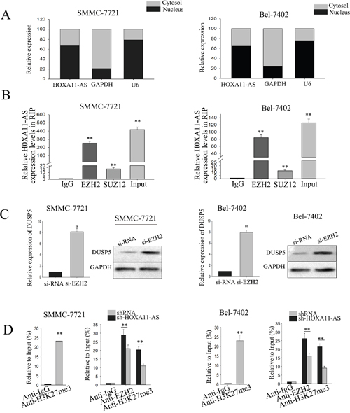 LncRNA-HOXA11-AS recruits EZH2 and suppresses the expression of DUSP5.