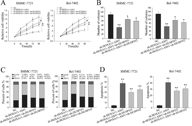 The oncogenic function of lncRNA-HOXA11-AS in HCC cells is dependent on targeting DUSP5.