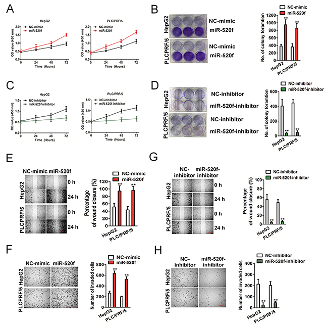 Effect of miR-26 on the aggressiveness of HepG2 and PLC/PRF/5 cells.