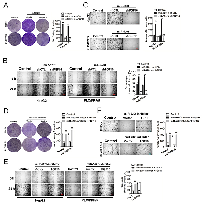 FGF16 reverses the effect of miR-520f-mediated HCC cell aggressiveness.