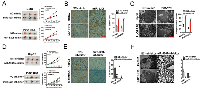 The effect of miR-520f on malignant progression of HCC cells in vivo.